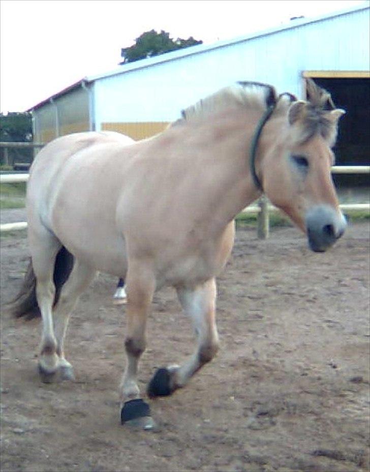 Anden særlig race Bodyguard billede 4