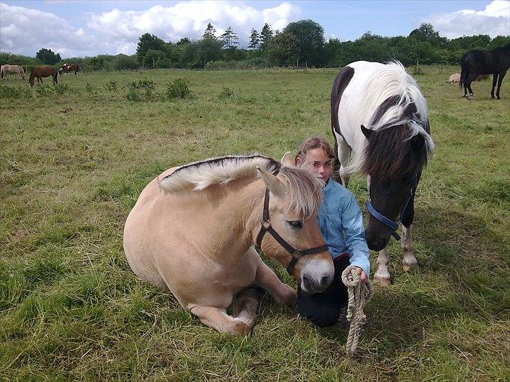 Anden særlig race Bodyguard billede 6