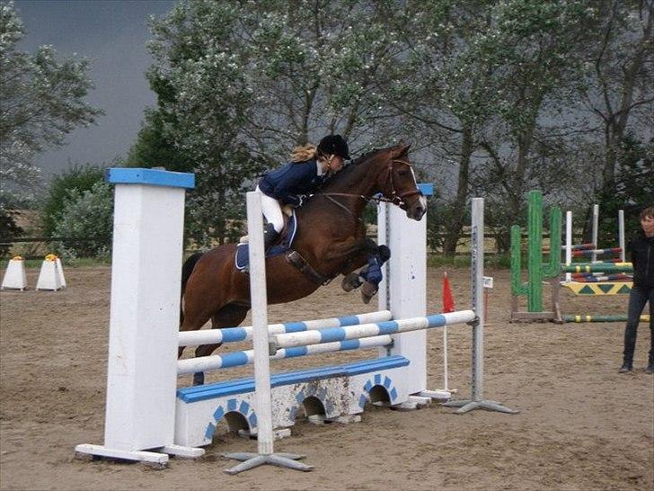 Irsk Sportspony Magic Rose billede 21