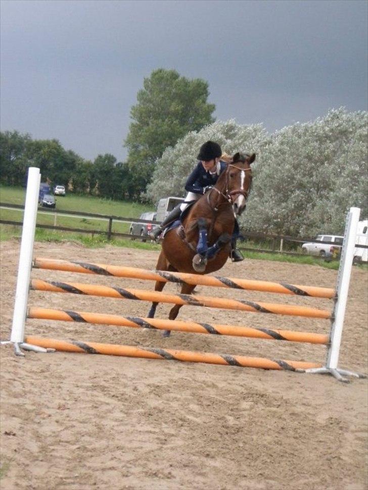 Irsk Sportspony Magic Rose billede 22