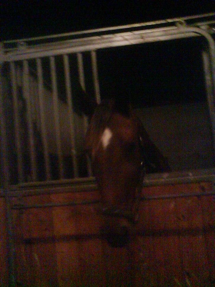 Traver Robin Faust billede 12