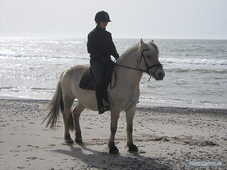 Fjordhest Galla Gudenå - Os med stranden i baggrunden :-)
Foto - Anne billede 6