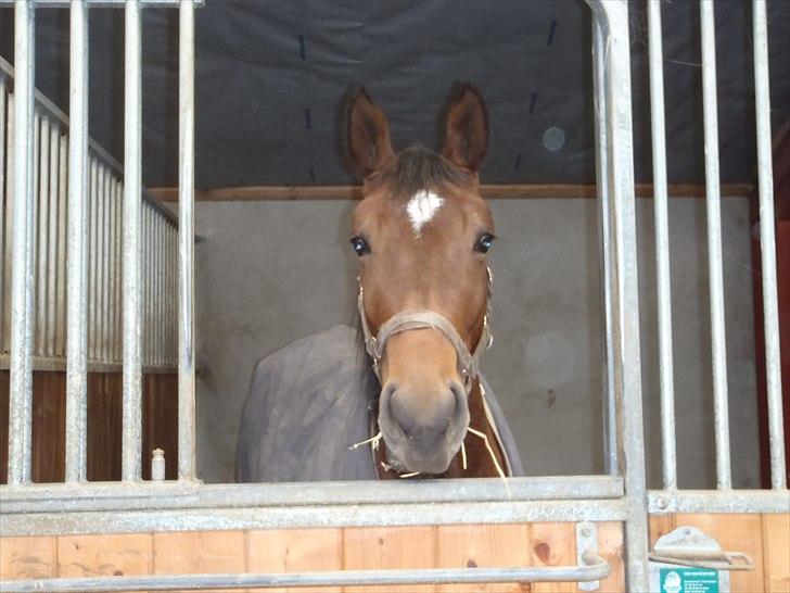 Traver Robin Faust - Robin i boksen :D Foto: Maiken billede 13