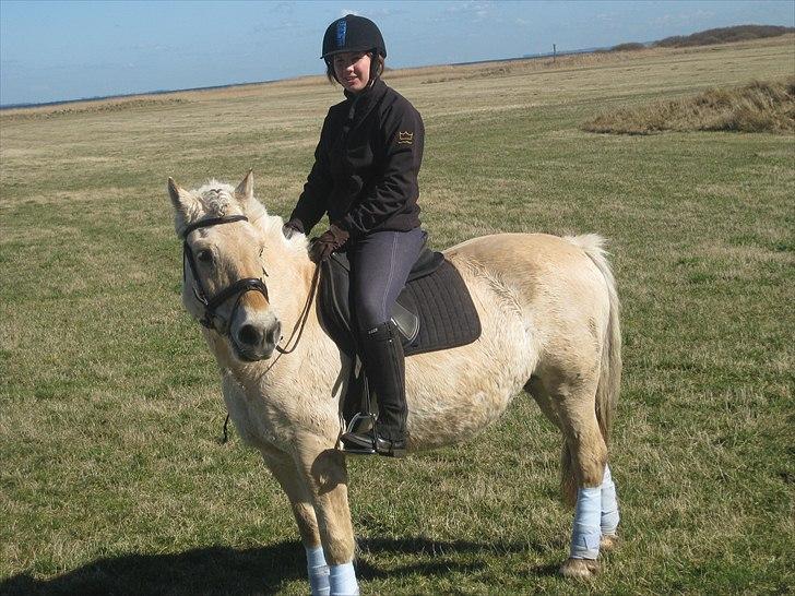 Fjordhest Galla Gudenå - Foto - Kathrine billede 4