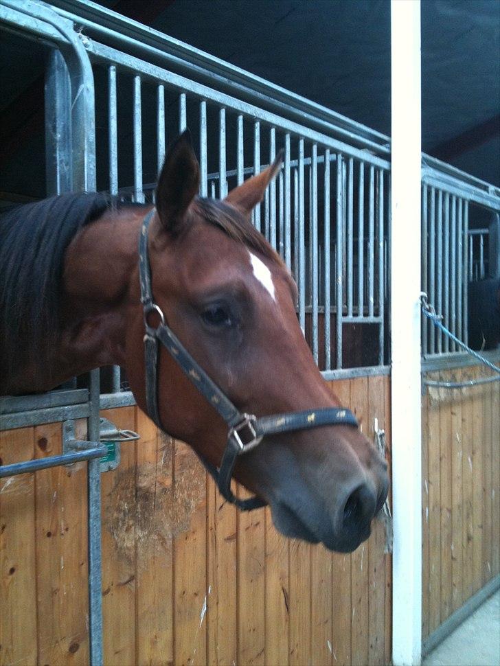 Traver Robin Faust - Robin i boksen, meget interreseret i en hoppe :D Foto; Maiken billede 6