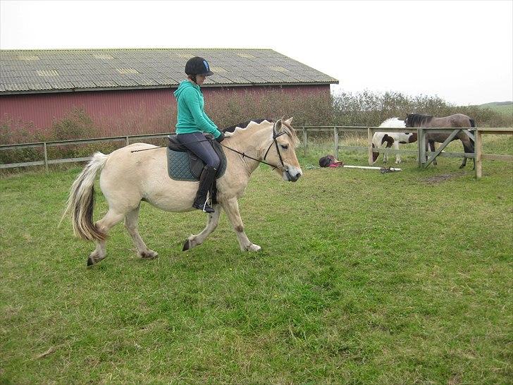 Fjordhest Galla Gudenå - Dressur næsten lige da jeg havde fået dig hjem :-)
Foto - Helena billede 5