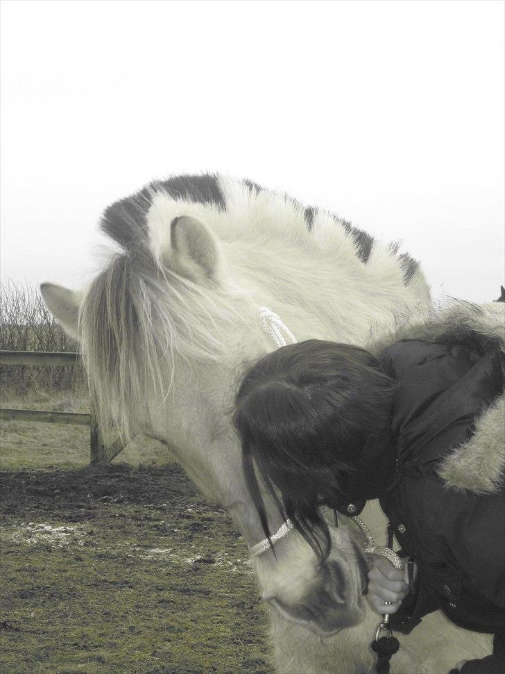 Fjordhest Galla Gudenå - Kys! 
Foto - Kathrine billede 7