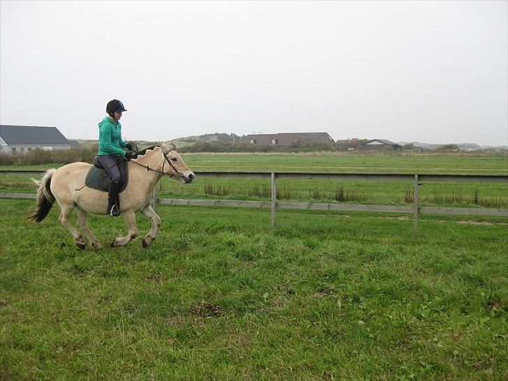 Fjordhest Galla Gudenå - Gallop på ridebanen :-)
Foto - Helena billede 8