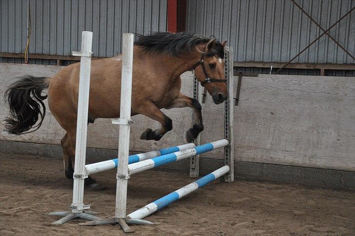 Anden særlig race Star<3*Rider* - Basse springer i ridehuset, Oktober 2010. Foto: Helena Vengfelt(mig) billede 17