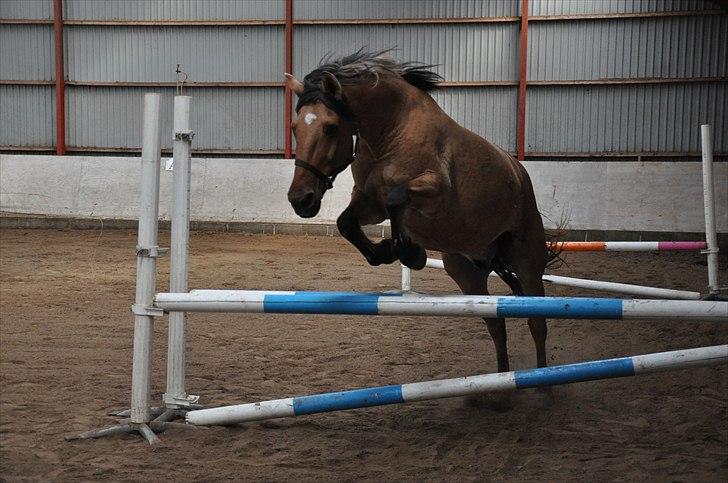 Anden særlig race Star<3*Rider* - Springer i ridehuset, Oktober 2010. Foto: Helena Vengfelt(mig) billede 18