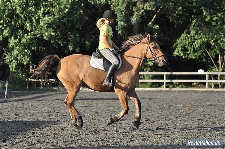 Anden særlig race Star<3*Rider* - Hyggeridning, August 2010. Foto: Nanna S. Lübbers billede 19