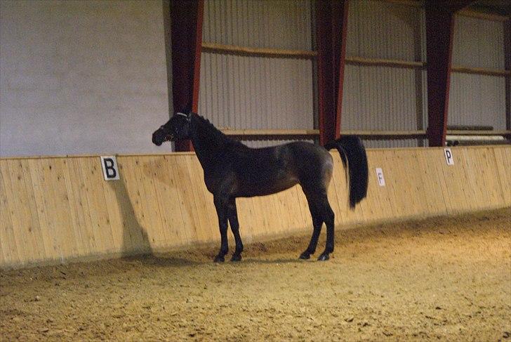 Hollandsk Sportspony Roxy (R.I.P) billede 12