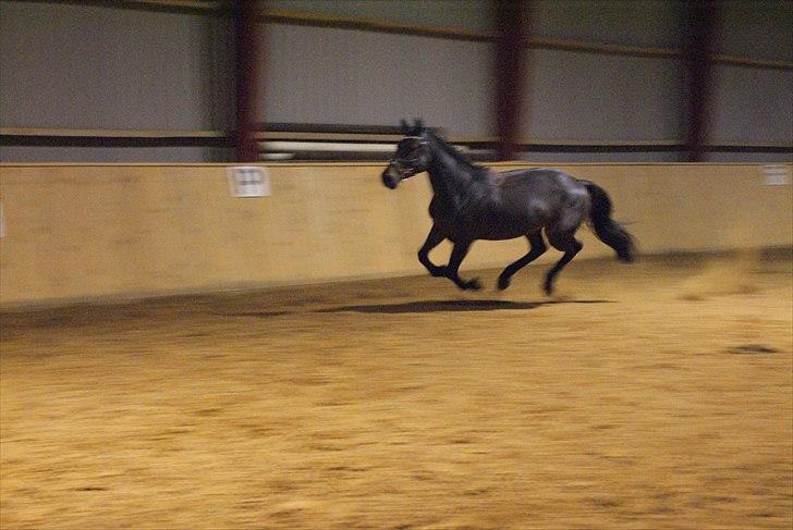 Hollandsk Sportspony Roxy (R.I.P) billede 13