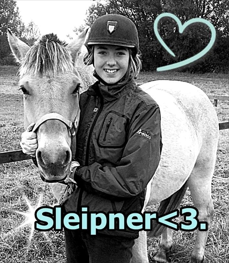 Fjordhest Sleipner - Redigeret :) billede 5
