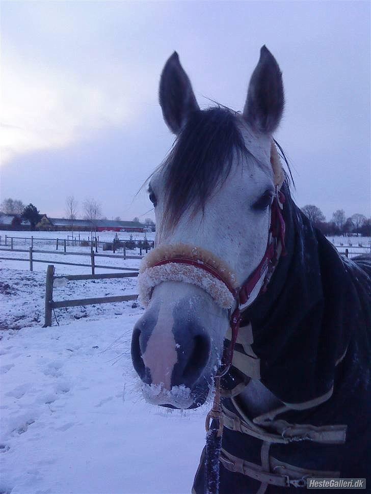 Arabisk fuldblod (OX) Bonique Bogota <3 - du er bare dejlig :D billede 1