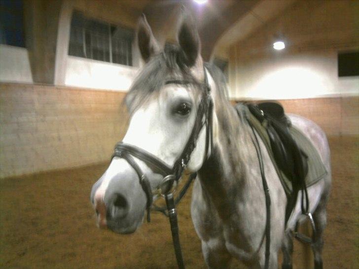 Arabisk fuldblod (OX) Bonique Bogota <3 - smukke :D billede 2