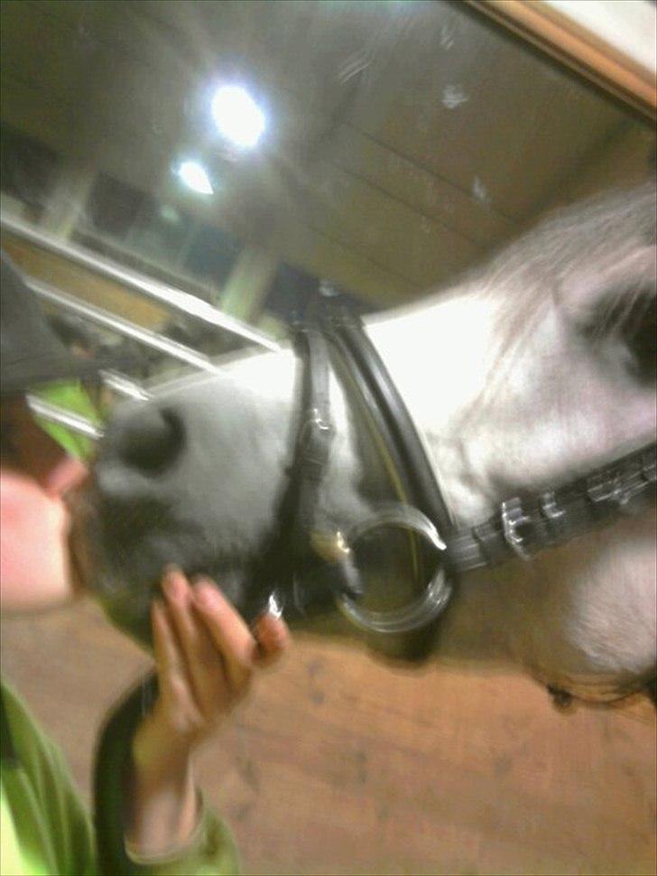 Arabisk fuldblod (OX) Bonique Bogota <3 - et dejligt kys :* billede 3