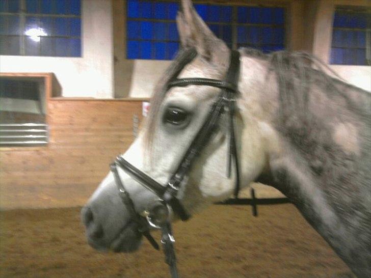 Arabisk fuldblod (OX) Bonique Bogota <3 - er hun lige smuk eller hvad ?? <3 :* billede 4