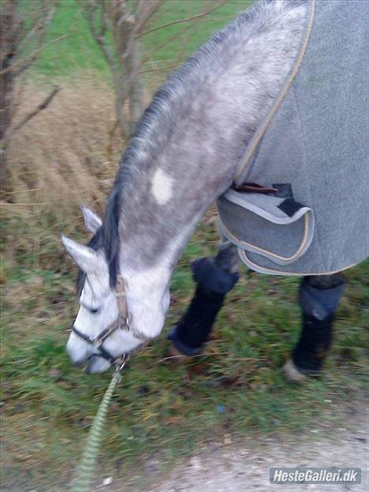 Arabisk fuldblod (OX) Bonique Bogota <3 - Nurh <3 :* billede 5