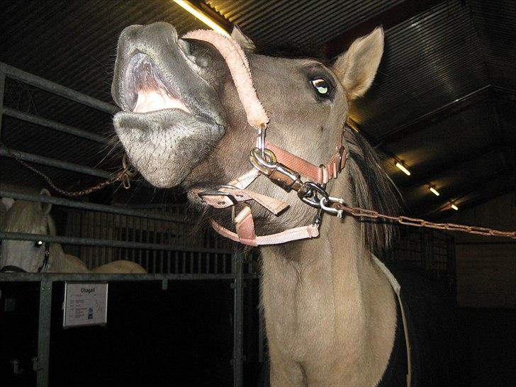 Anden særlig race  Den SmukkesteTanja <'33 billede 13