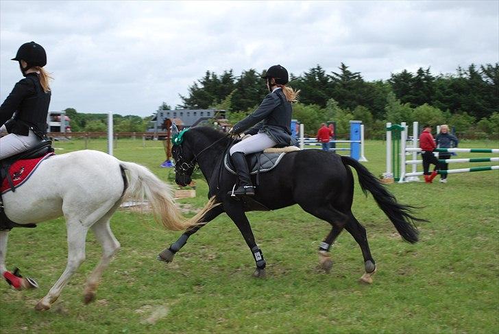 New Forest Søndergårdens Gonzo(solgt) billede 20