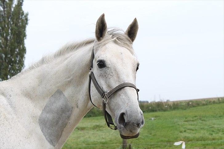Trakehner Internet Firfod billede 9
