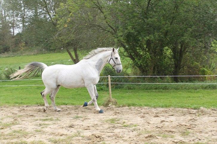 Trakehner Internet Firfod billede 10