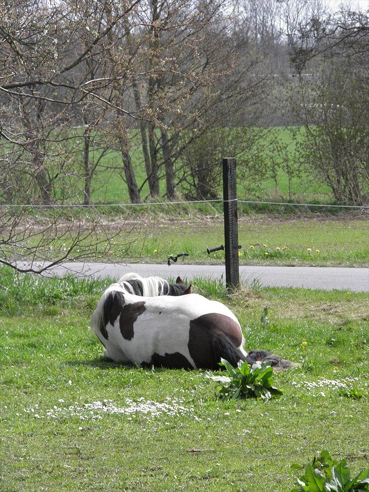 Anden særlig race Tinka *Solgt* billede 19