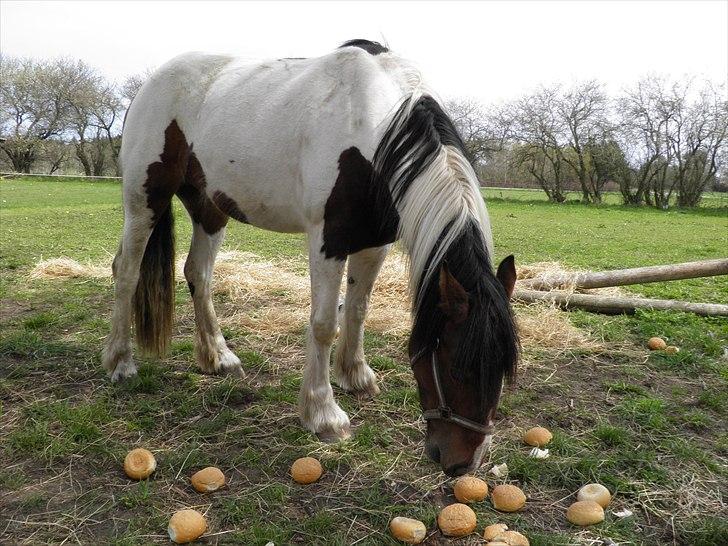 Anden særlig race Tinka *Solgt* billede 20