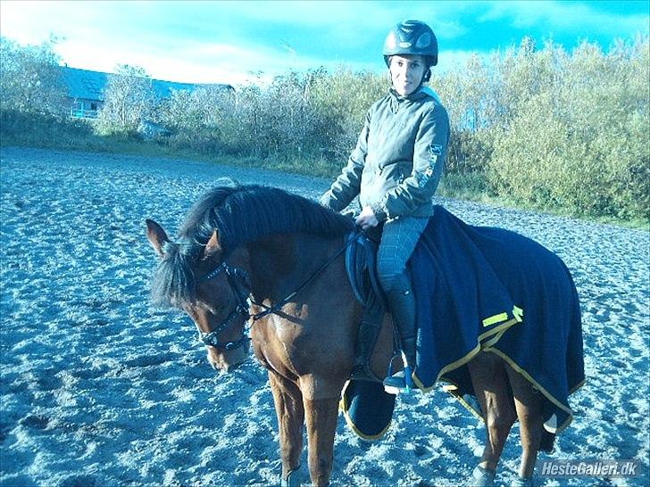 New Forest Filur - B-Pony - Velkommen til Filur`s profil ;-)<3 billede 1