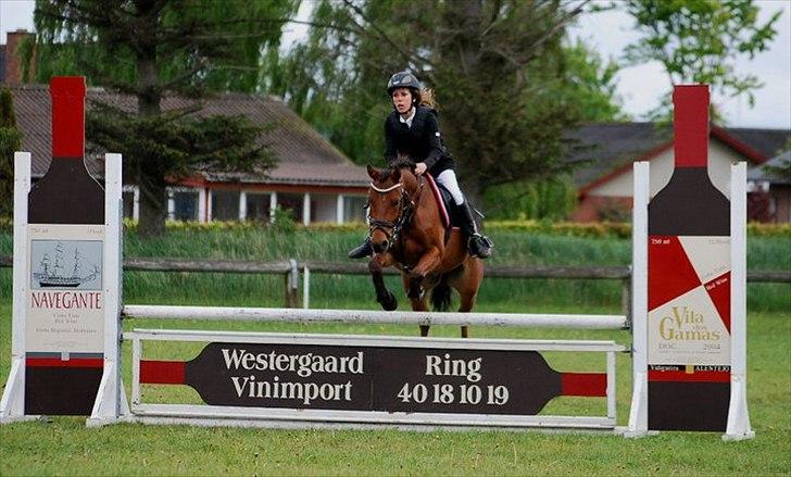 New Forest Filur - B-Pony - Nordthy i LB, er gik af lort.. billede 2