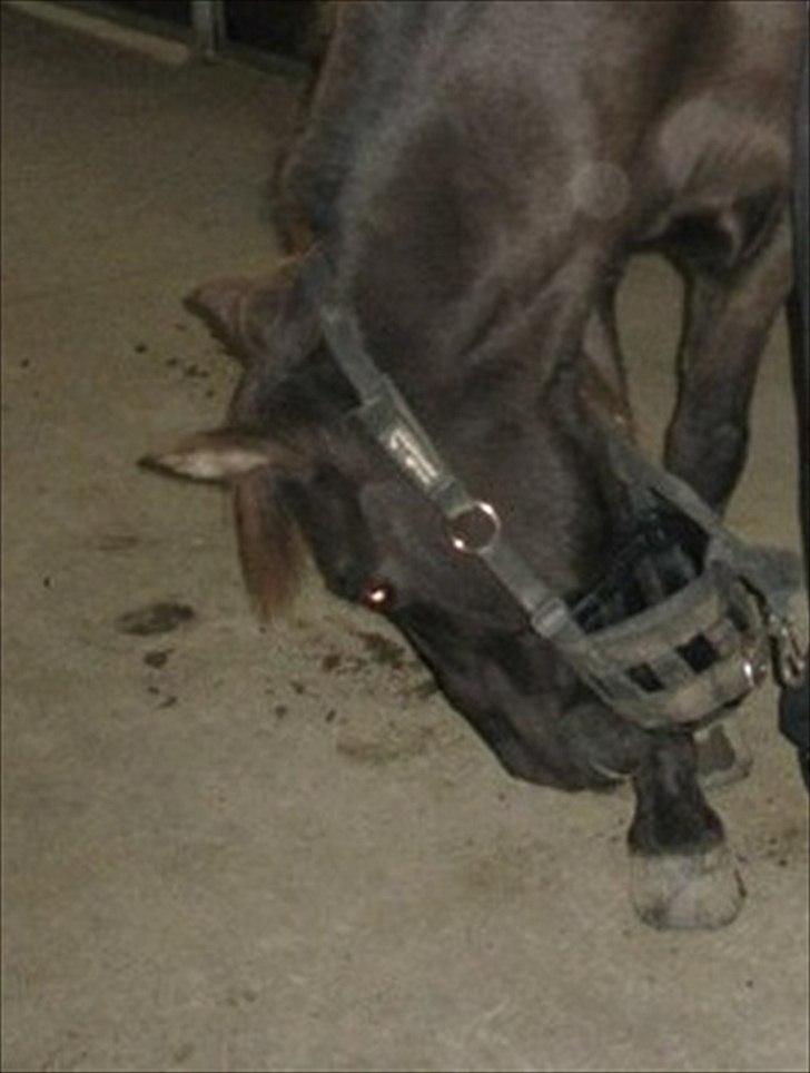 Anden særlig race Filur <3  - Velkommen :D

Foto: Mie billede 1