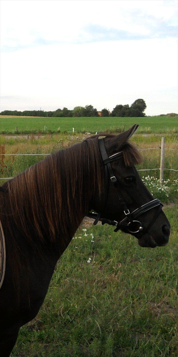 Anden særlig race Filur <3  - Foto: Line billede 2