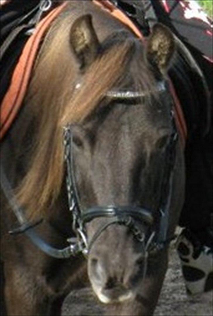 Anden særlig race Filur <3  - Foto: Jennifer  billede 6