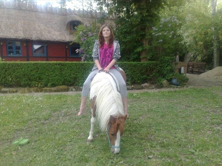 Pinto Araber Følle bølle R.I.P billede 9