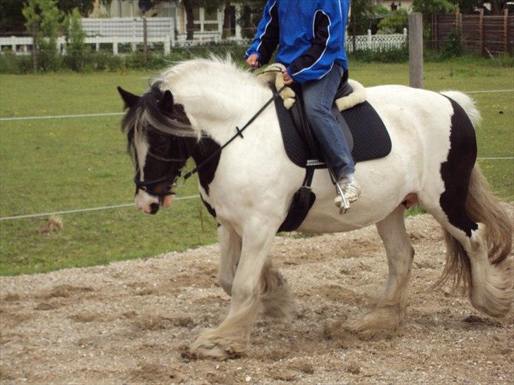 Tinker Dolly - Dressur Dolly og  Pia billede 2