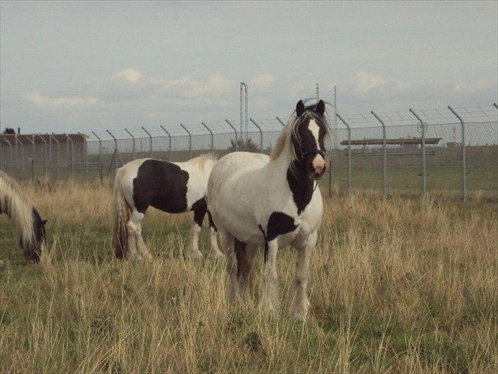 Tinker Dolly billede 8