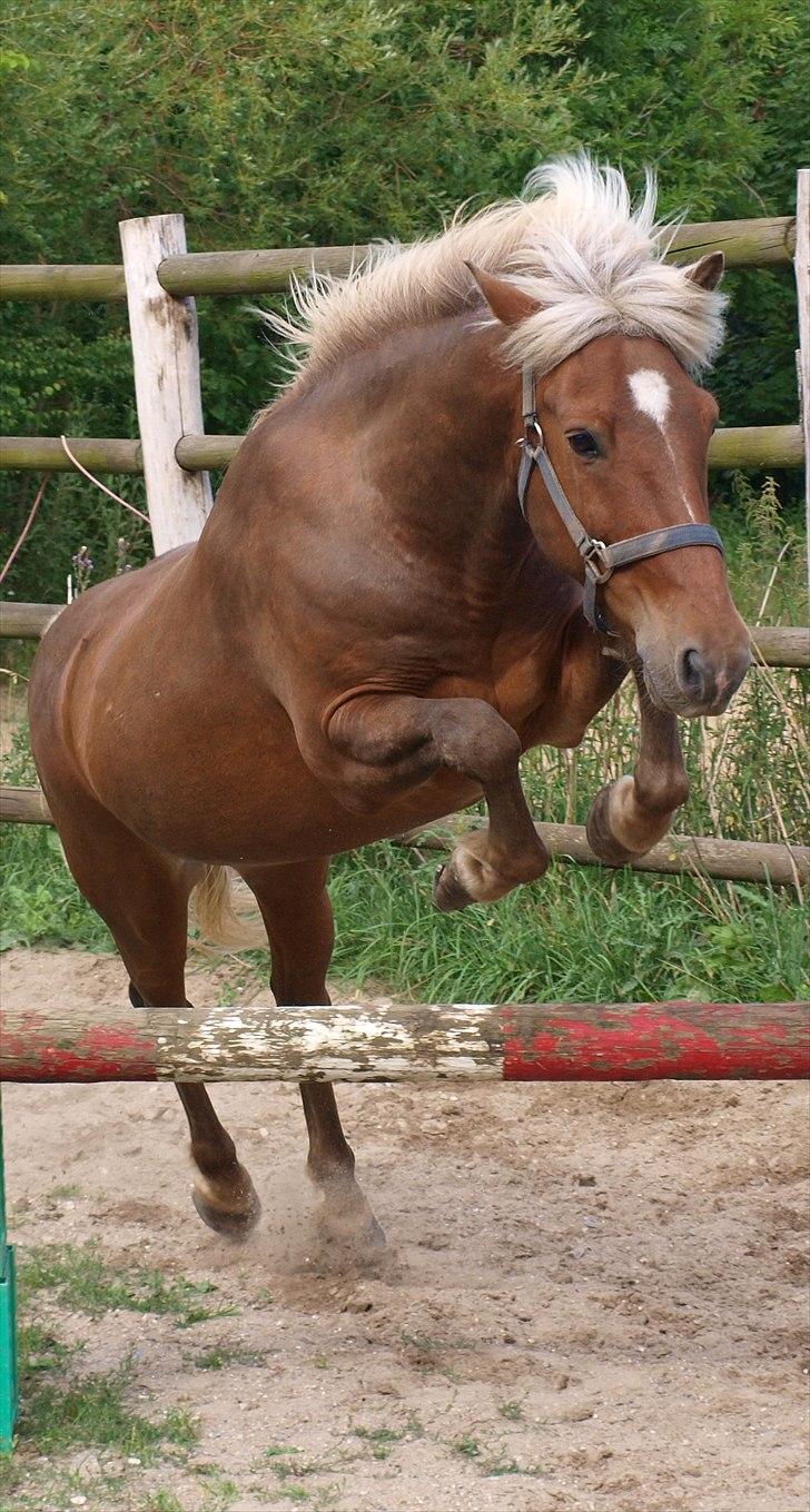 Islænder Silfur fra Trampboli billede 10