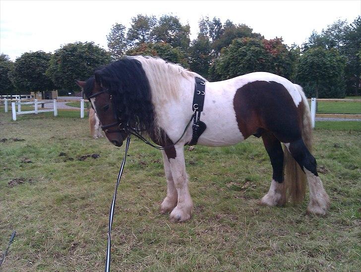 Irish Cob Troja billede 6