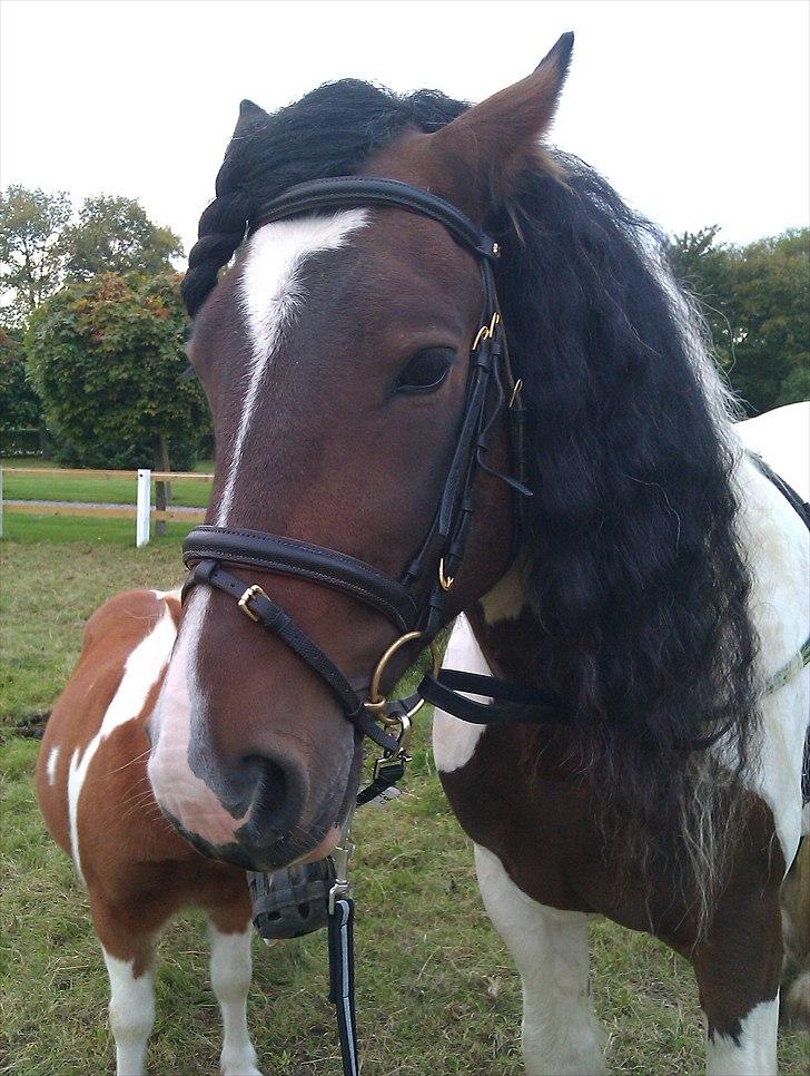 Irish Cob Troja billede 7