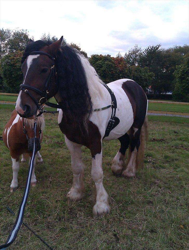 Irish Cob Troja billede 8