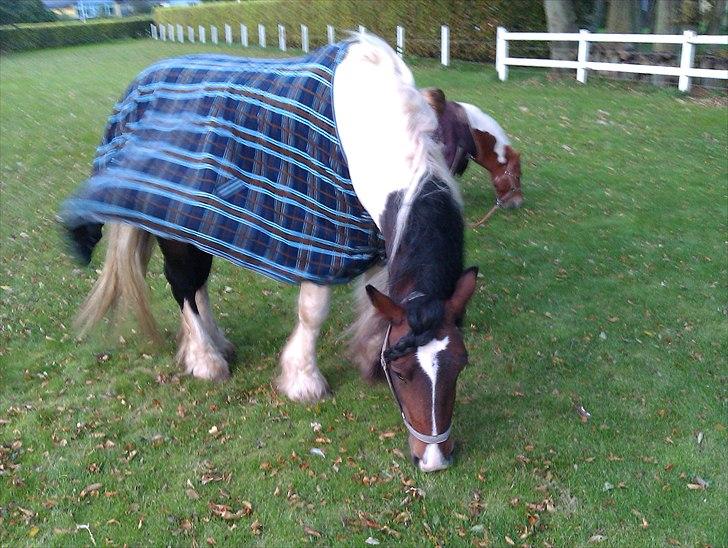Irish Cob Troja billede 9