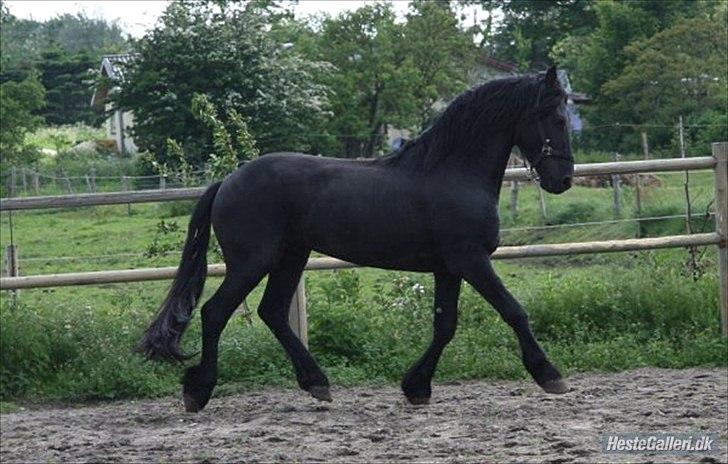 Frieser Pim de Keysergracht  billede 7