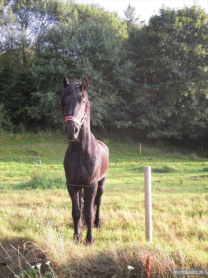 Frieser Pim de Keysergracht  billede 10