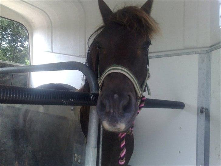 Anden særlig race Filur <3  - Foto: Mor billede 8