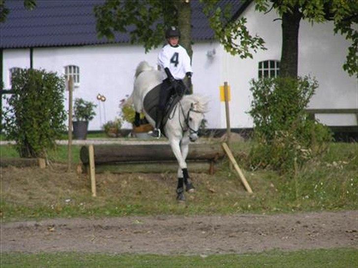 Welsh Pony af Cob-type (sec C) Little Ghost *x-part* <3 - Terræn-stævne på Falken i 2008! xD <3 billede 20