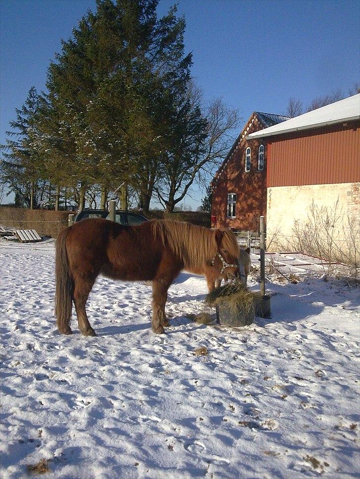 Islænder R.I.P. Tritill fra Skullerupholm billede 8