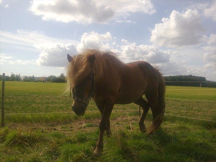 Islænder R.I.P. Tritill fra Skullerupholm billede 13