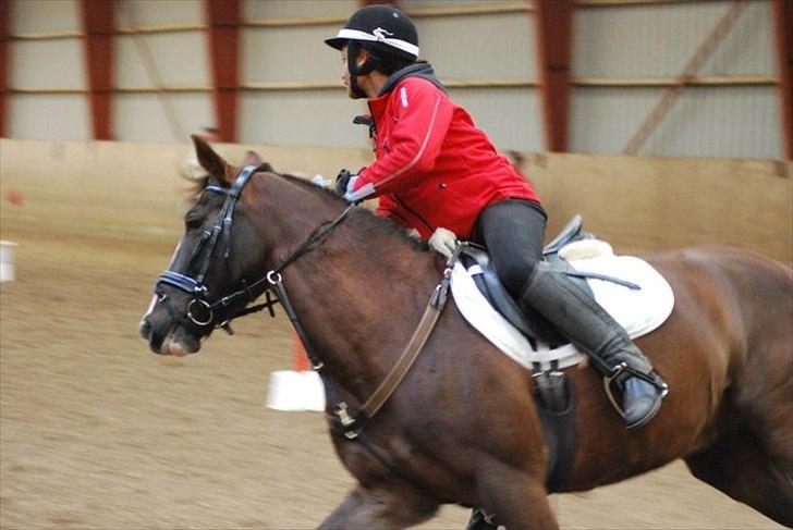 Anden særlig race Irish Image (Uno)  SOLGT:'-( - Ponygames billede 1