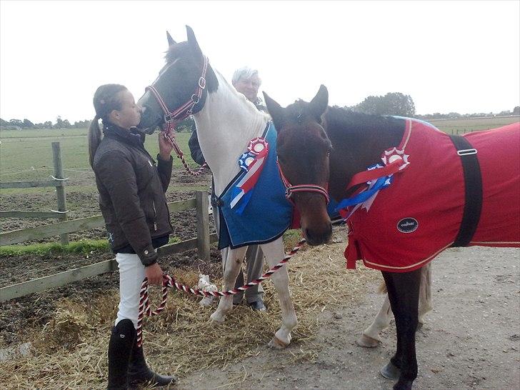 Hollandsk Sportspony Winnetou(SOLGT :D) - 1. og 2. plads Solrød :-) billede 7
